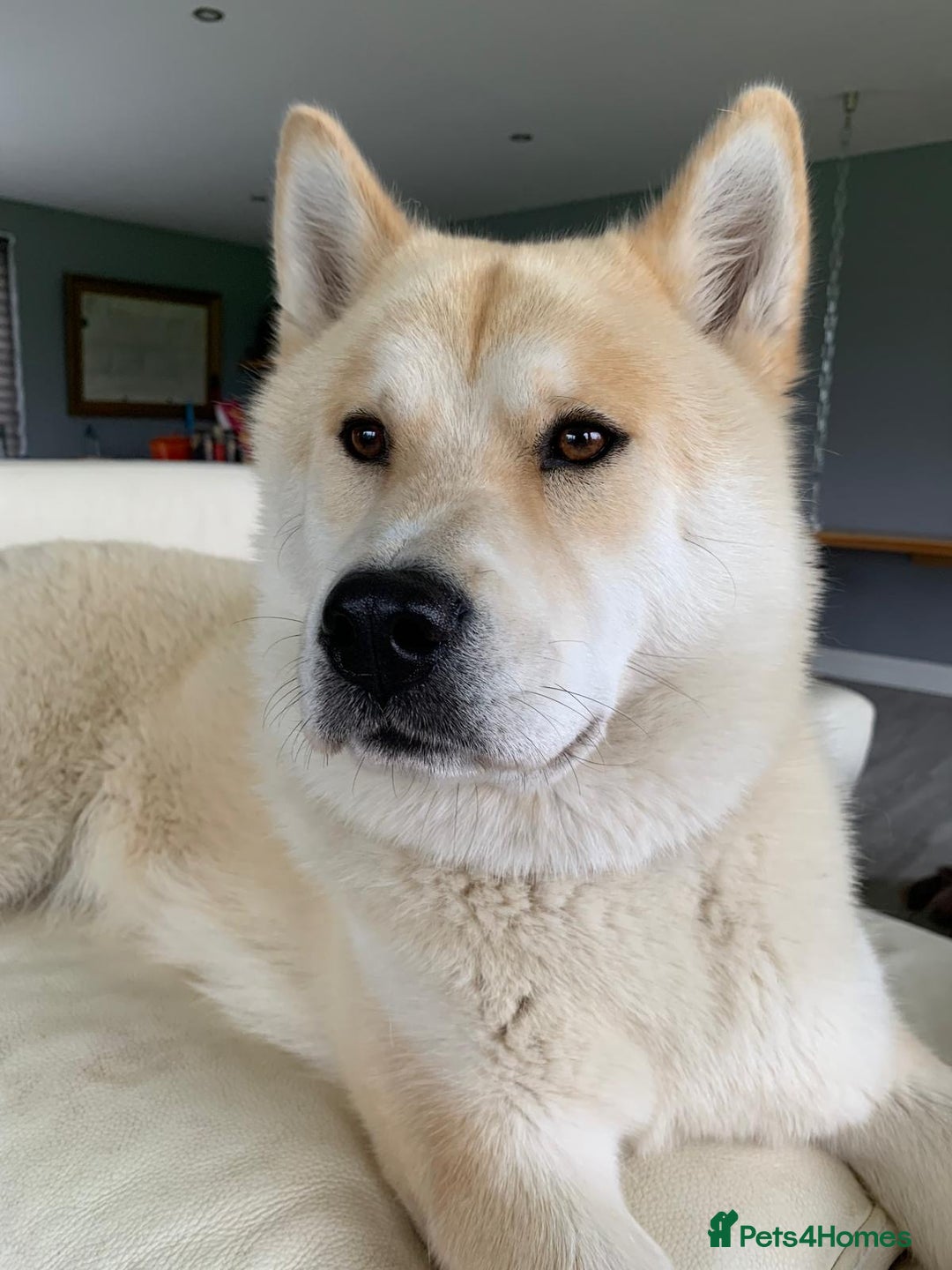 Mixed Breed dogs for sale: CHOWSKI PUPPYS READY TO GO!!  - Advert 19