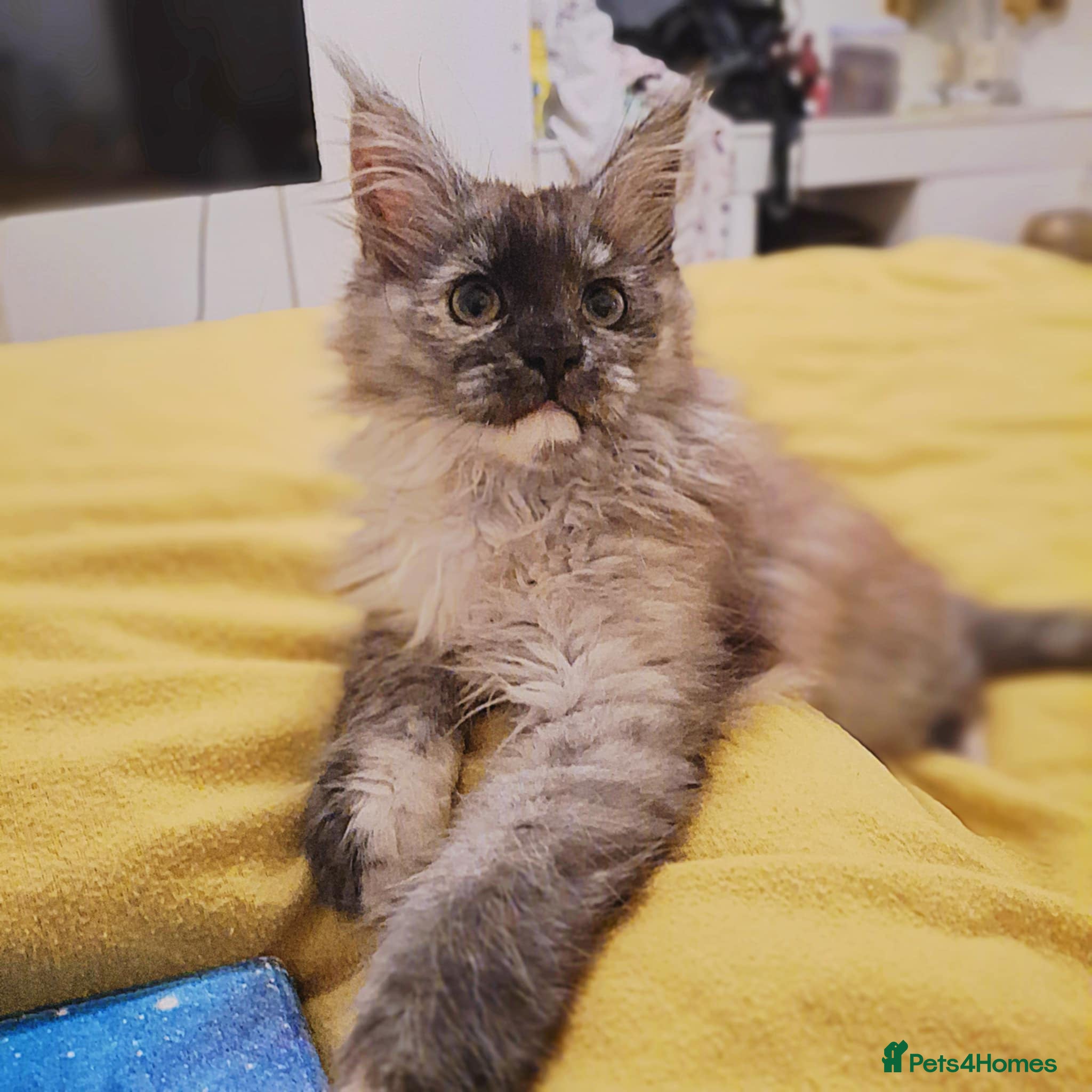 Maine Coon cats Beautiful Black Smoke Maine Coon Kitten  - Advert 1