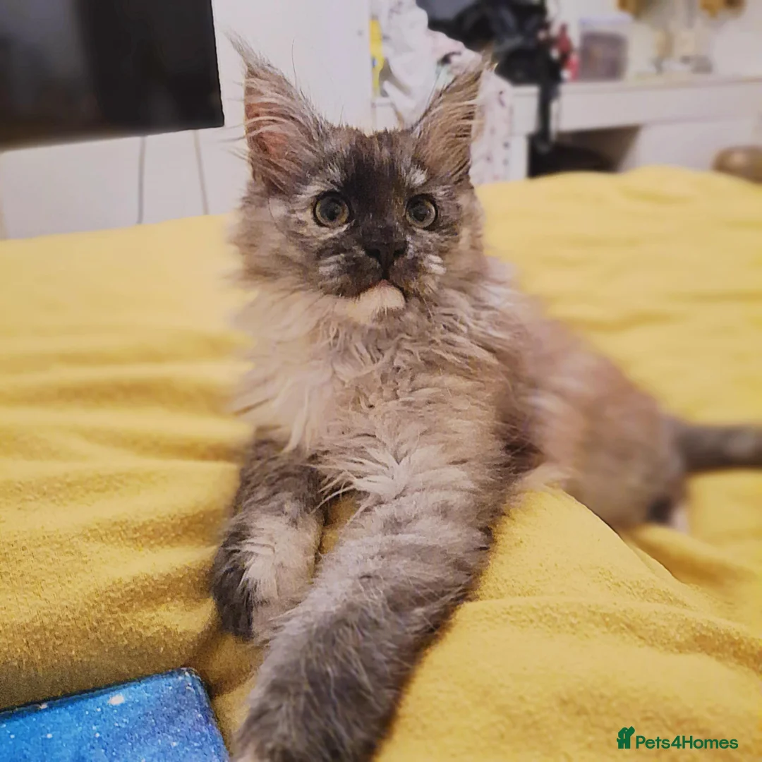 Maine Coon cats for sale: Beautiful Black Smoke Maine Coon Kitten  - Advert 1