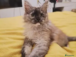 Maine Coon cats Beautiful Black Smoke Maine Coon Kitten - Advert 1