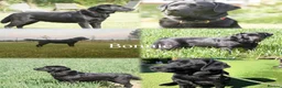 Labrador Retriever dogs for sale: Beautiful Show/working Labrador puppies  - Advert 2