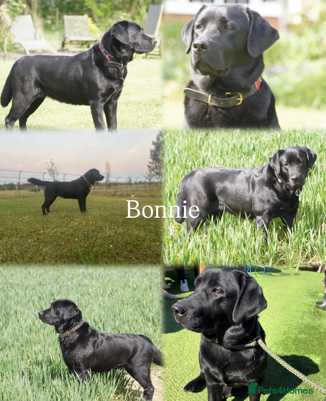 Labrador Retriever dogs for sale: Beautiful Show/working Labrador puppies  - Advert 2