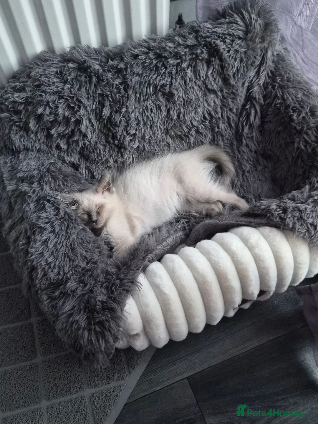 Ragdoll cats for sale: Male 3 month old ragdoll kitten flead and wormed  - Advert 6