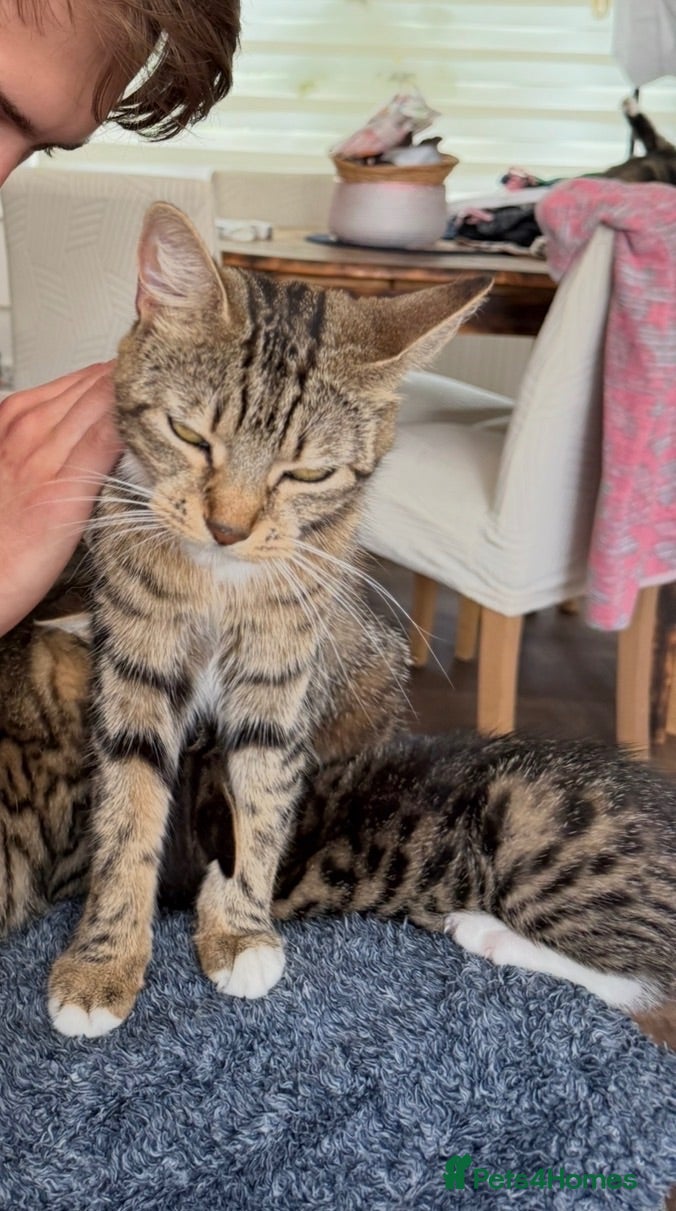 Mixed Breed cats Tabby kittens for sale - Advert 3