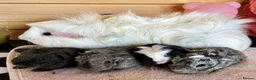Guinea Pig rodents for sale: Skinny and Funky haired guinea pigs for sale - Advert 2
