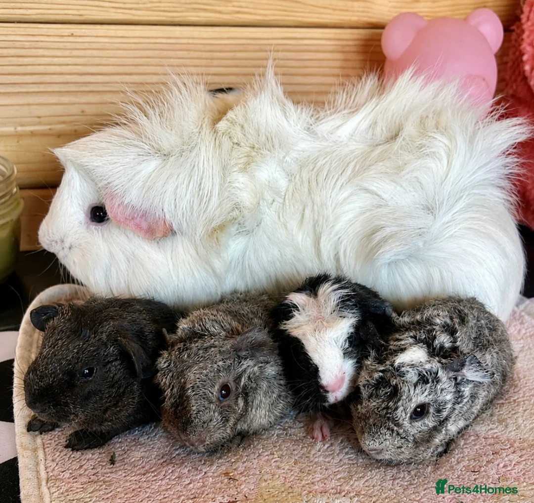 Guinea Pig rodents for sale: Skinny and Funky haired guinea pigs for sale - Advert 2