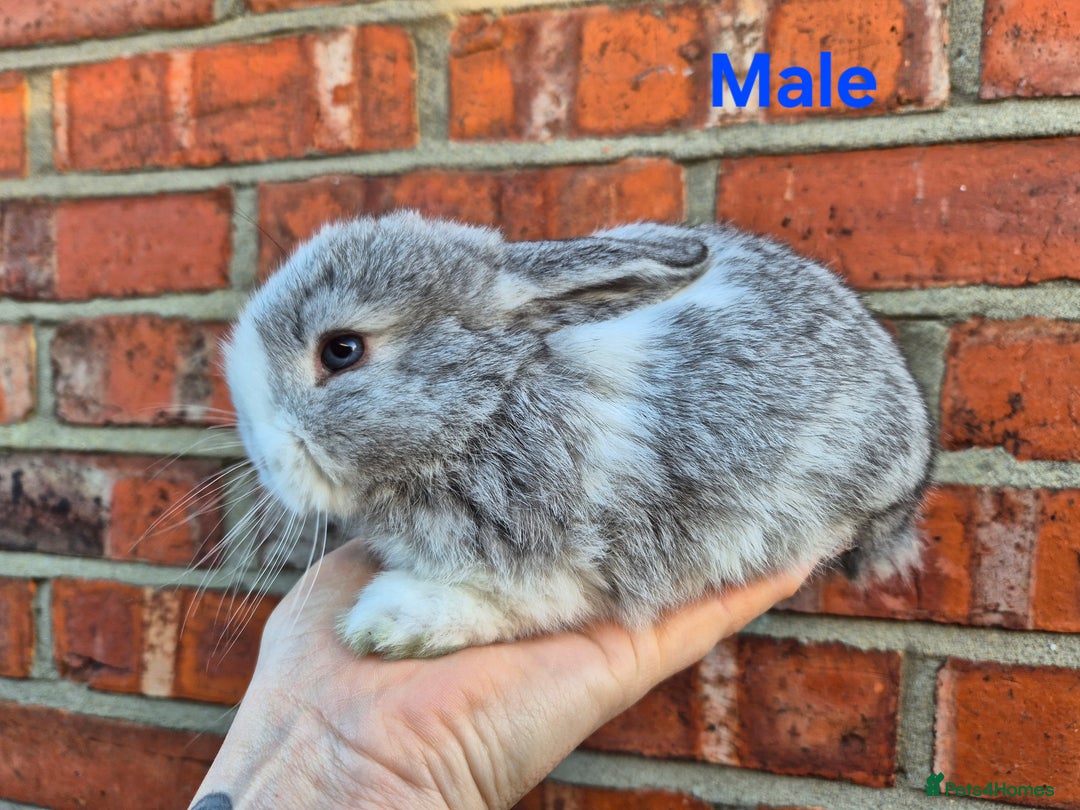 Mini Lop rabbits for sale: 7 stunning mini lops - Advert 13