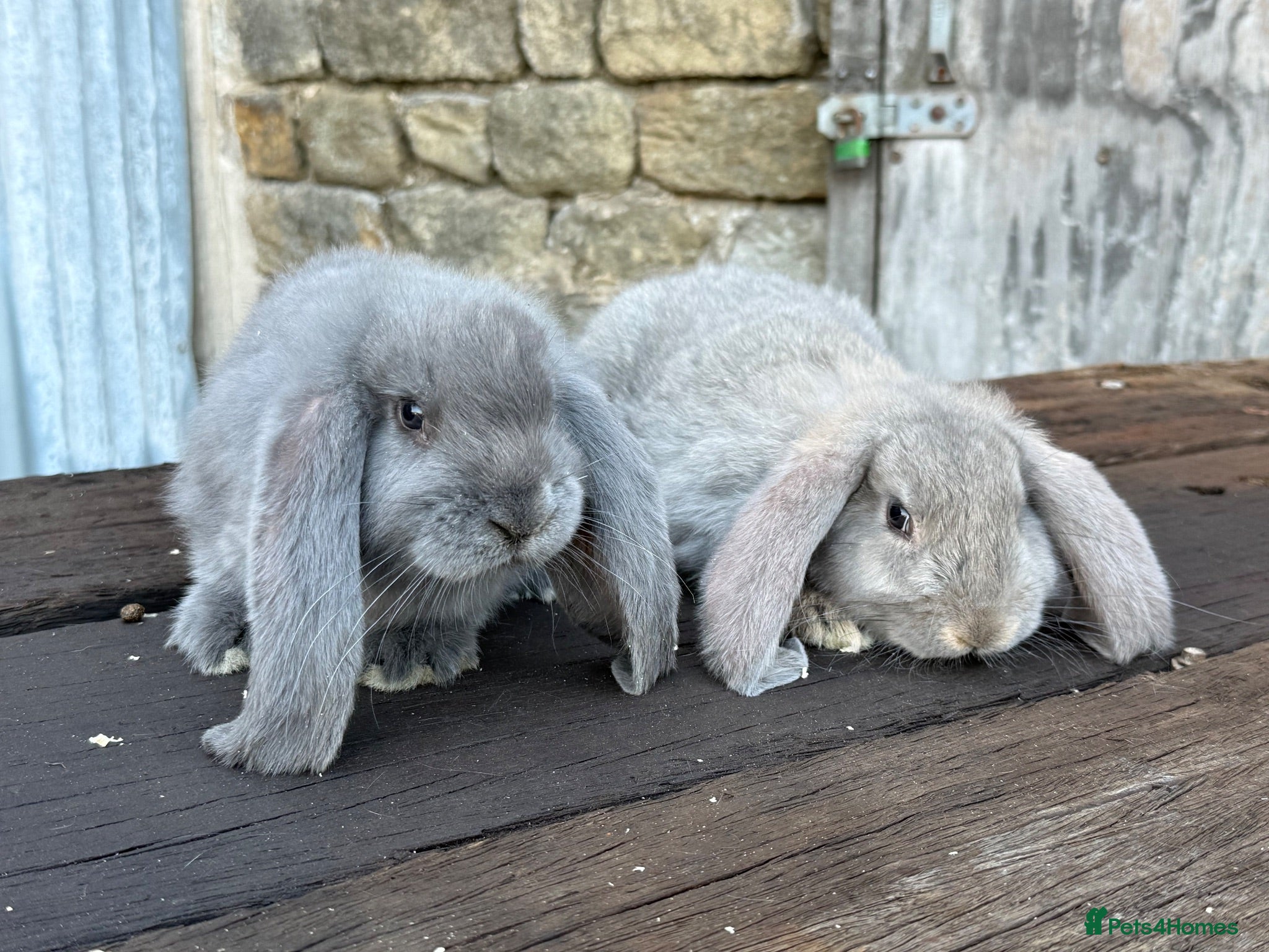 French Lop rabbits Stunning xl French lops  - Advert 2