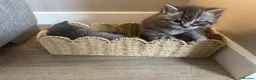 Persian cats for sale: Stunning Persian Cross Kittens  in Huddersfield - Advert 12