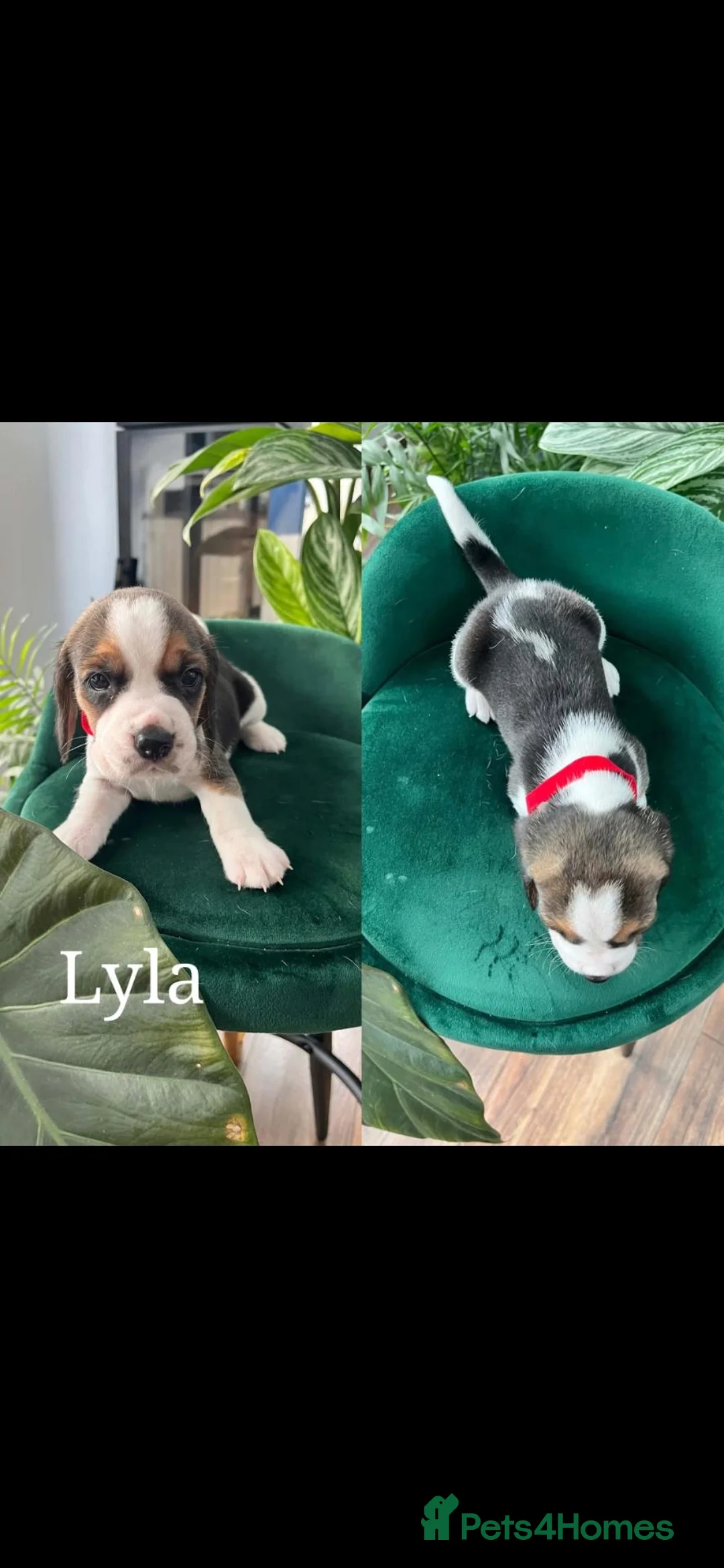 Beagle dogs for sale: Beautiful Beagle puppies  - Advert 13