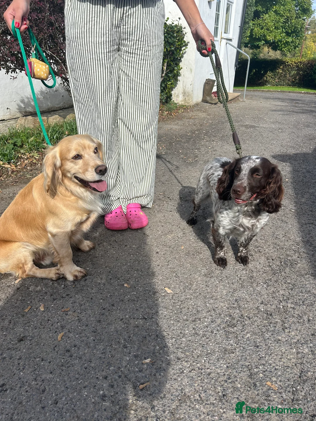Cocker Spaniel dogs for sale: Kc reg black working cocker spaniel - Advert 2