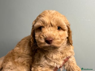 Cockapoo dogs F1 Cockapoo Boy - Advert 1