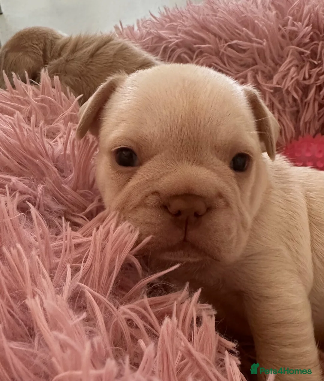 French Bulldog dogs for sale: French bulldog puppies - Advert 14
