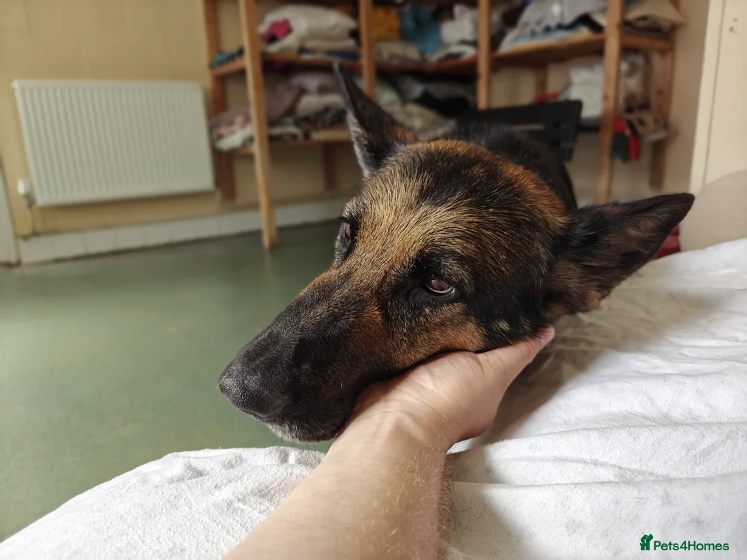 German Shepherd dogs for adoption: Norma - Advert 3