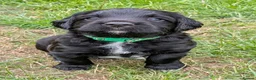Sprocker dogs for sale: Sprocker puppies READY NOW - Advert 21