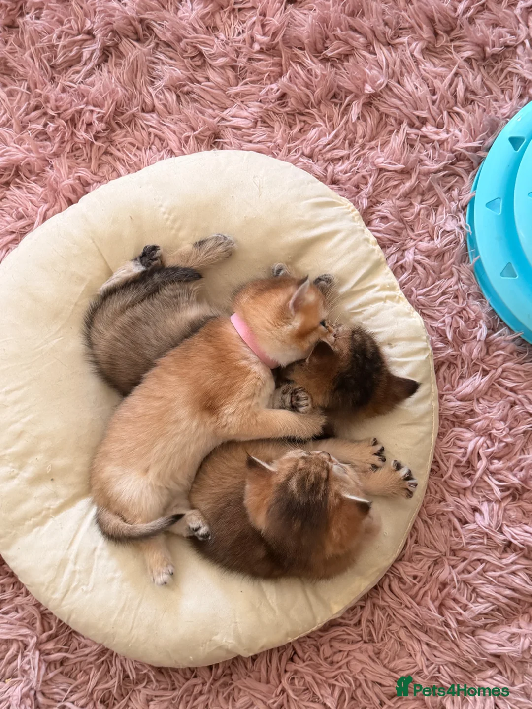 Scottish Fold cats for sale:  Golden Chinchilla Scottish ready leave 28/05 - Advert 20