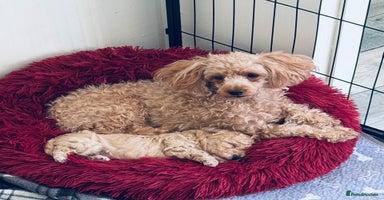 Maltipoo dogs - Advert 3