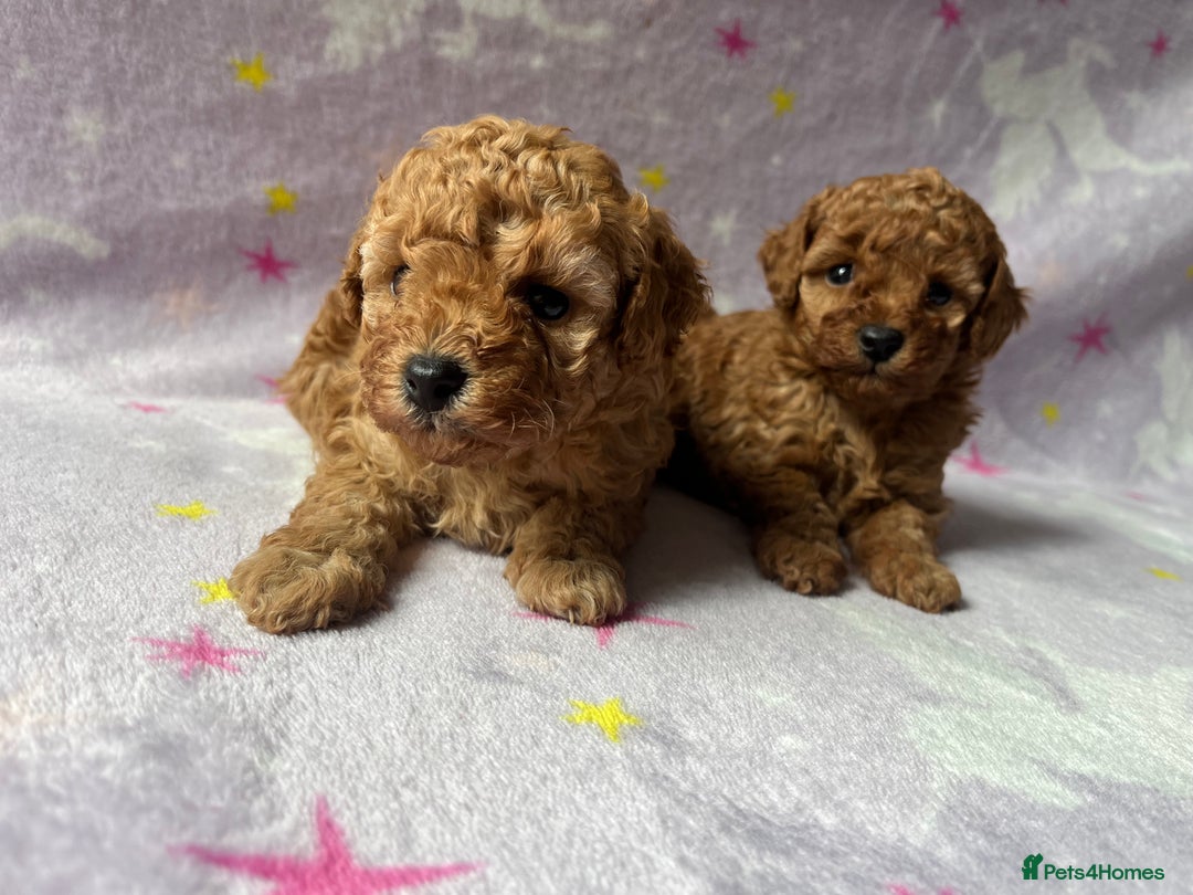 Toy Poodle dogs for sale: Beautiful kc reg toy poodles - Image 2