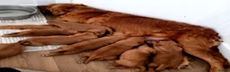 Golden Retriever dogs for sale: Stunning dark working golden retriever puppies - Advert 5