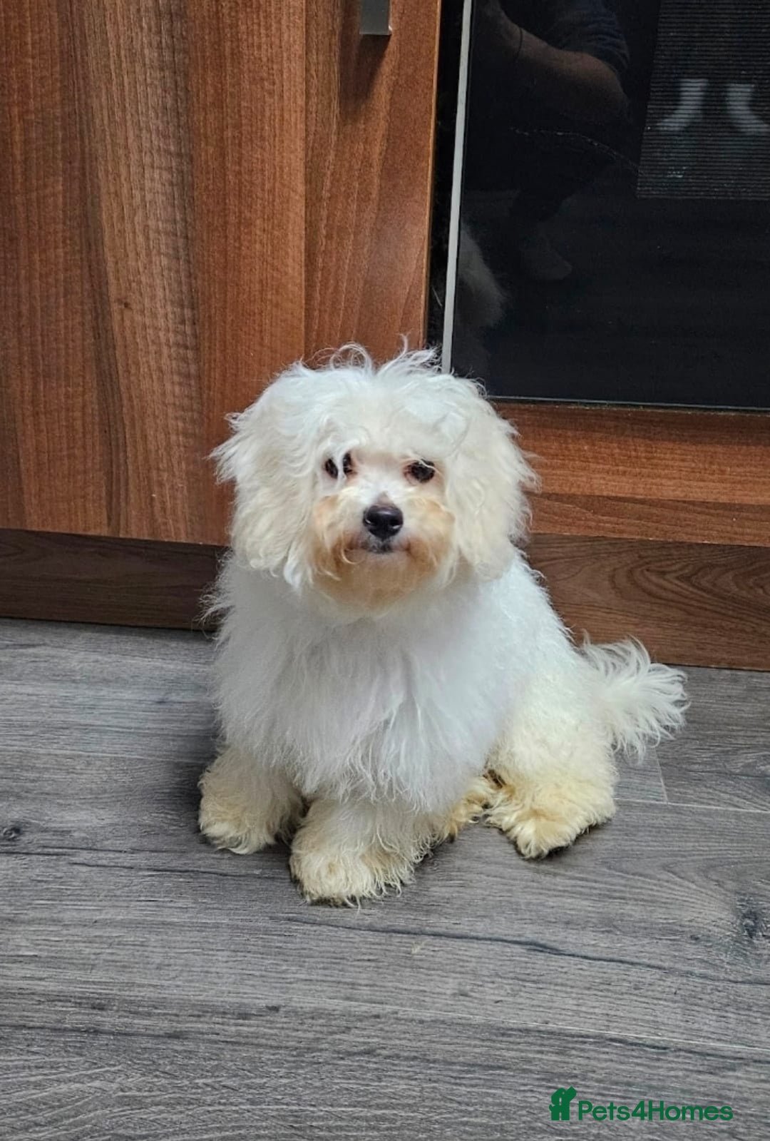 Bolognese dogs for sale: TILLY OUR BICHON BOLOGNESE - Advert 3