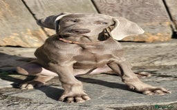 Pointer dogs for sale: 2 KC Registered Pointer Puppies - Image 8