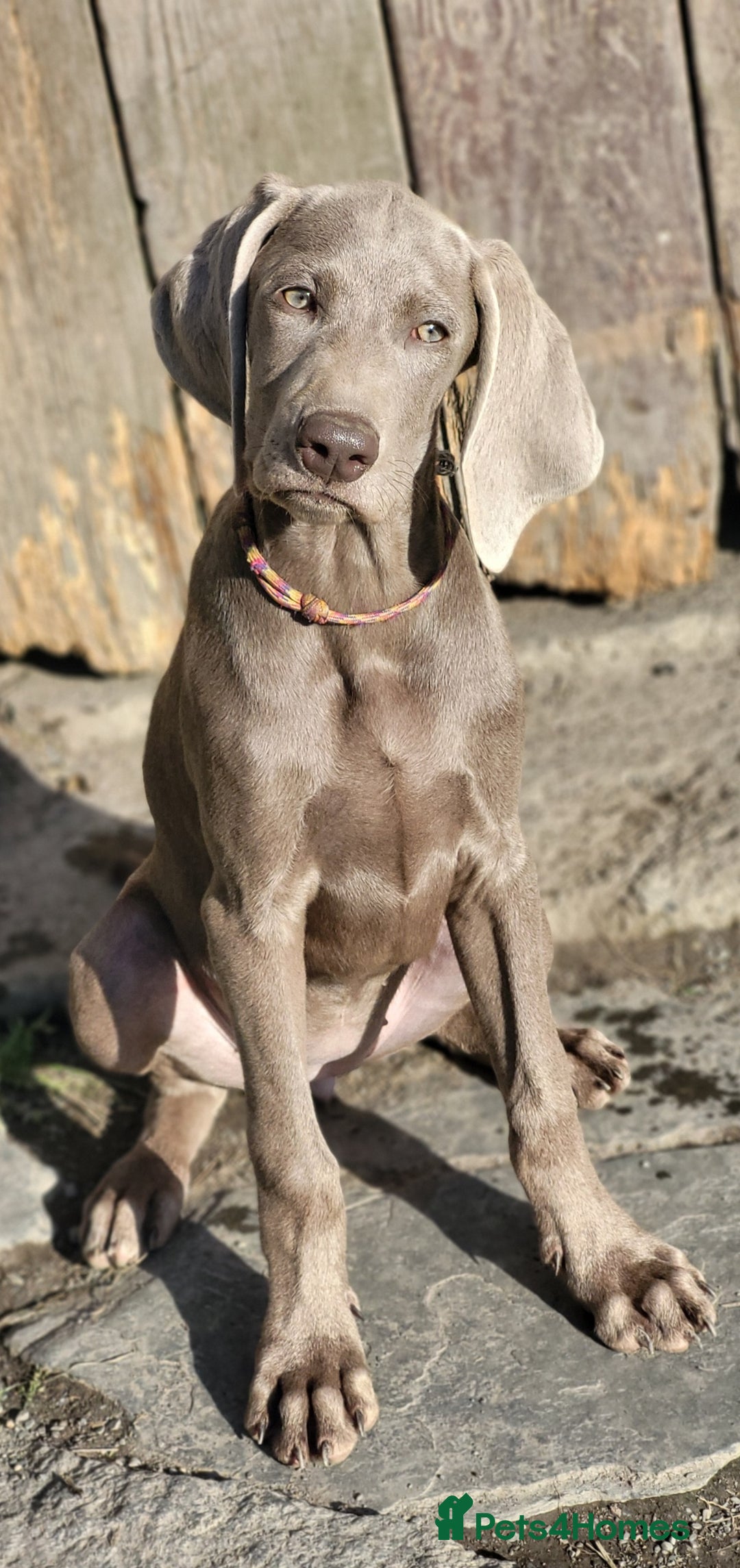 Pointer dogs for sale: 2 KC Registered Pointer Puppies - Image 8