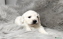 Golden Retriever dogs for sale: Gorgeous KC Reg Golden Retriever Puupies - Image 3