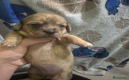 Mixed Breed dogs for sale: Schweenies - Advert 5