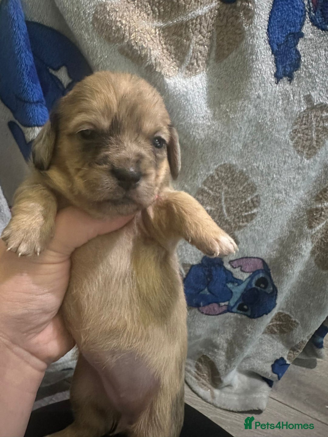 Mixed Breed dogs for sale: Schweenies - Advert 5