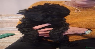 Cavapoo dogs Black cavapoo puppy  - Advert 4