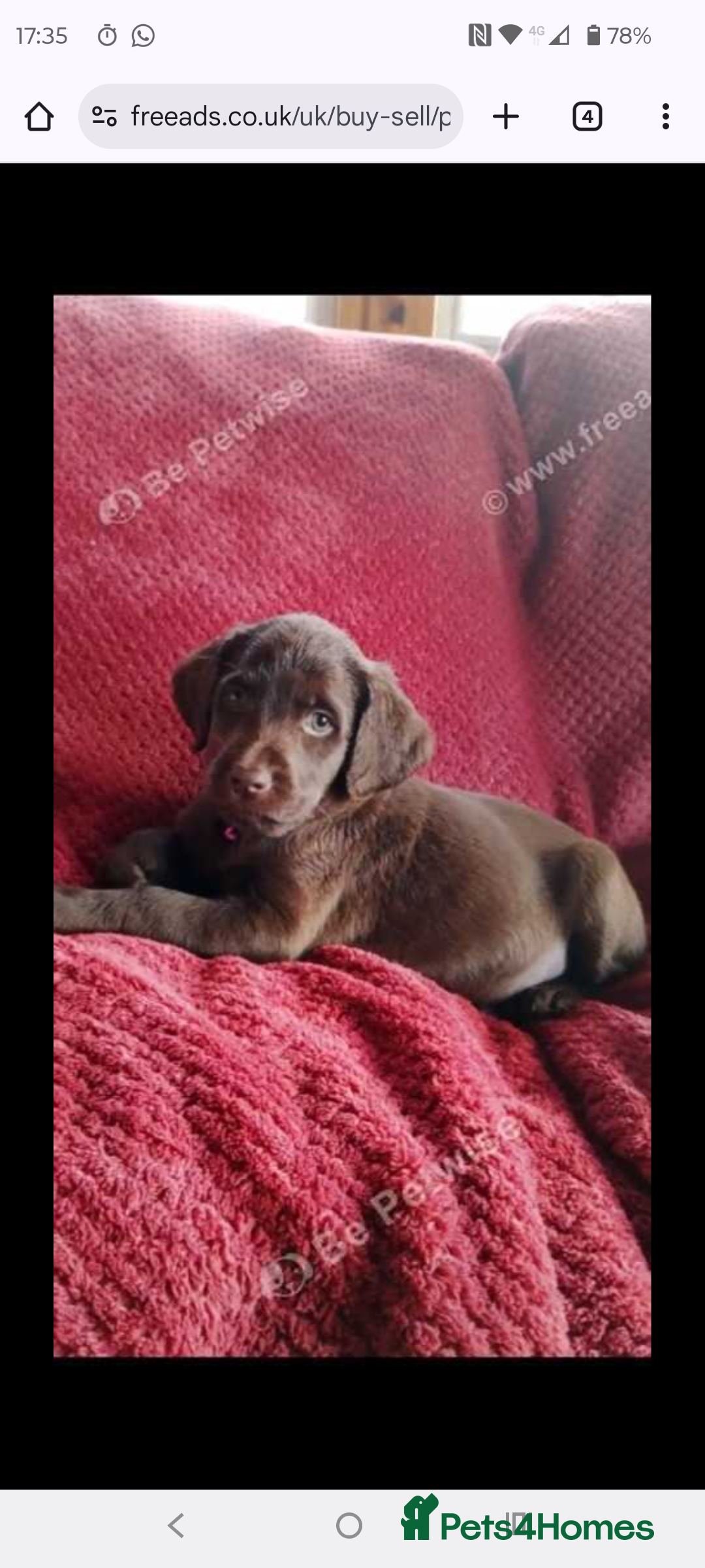 Labradoodle dogs for sale: Labradoodle puppies - Advert 9