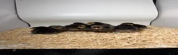 Chickens poultry for sale: USA Bearded silkies, Brahmas, Vorwerk  - Advert 26