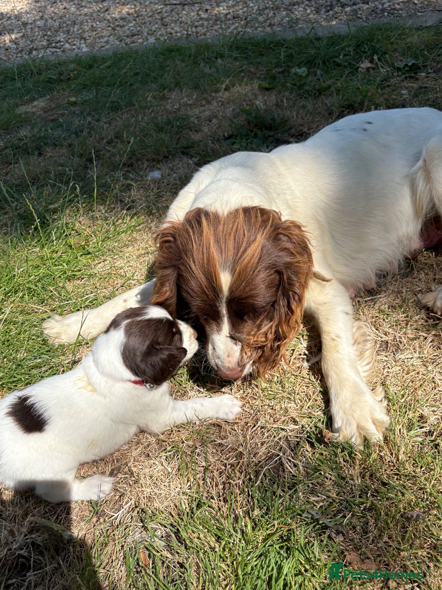 English Springer Spaniel dogs 9 beautiful springer puppies seeking forever home - Advert 1