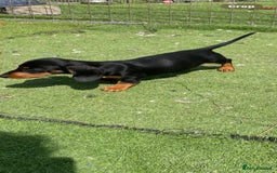 Miniature Dachshund dogs for sale: Mini dachshunds puppies fully vaccinated  - Image 4