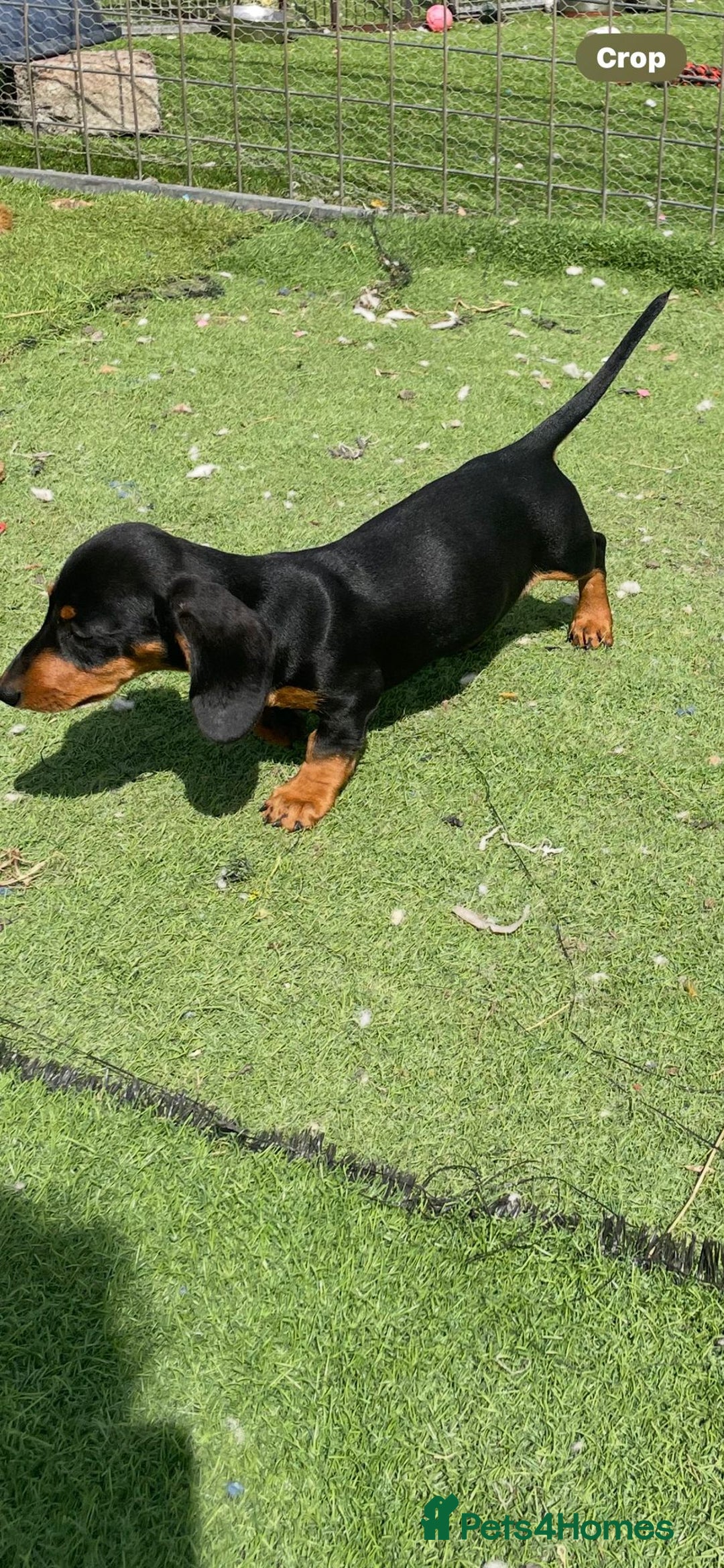 Miniature Dachshund dogs for sale: Mini dachshunds puppies fully vaccinated  - Image 4
