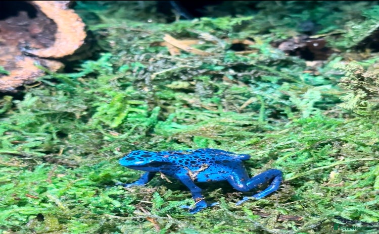 Frog reptiles - Advert 1