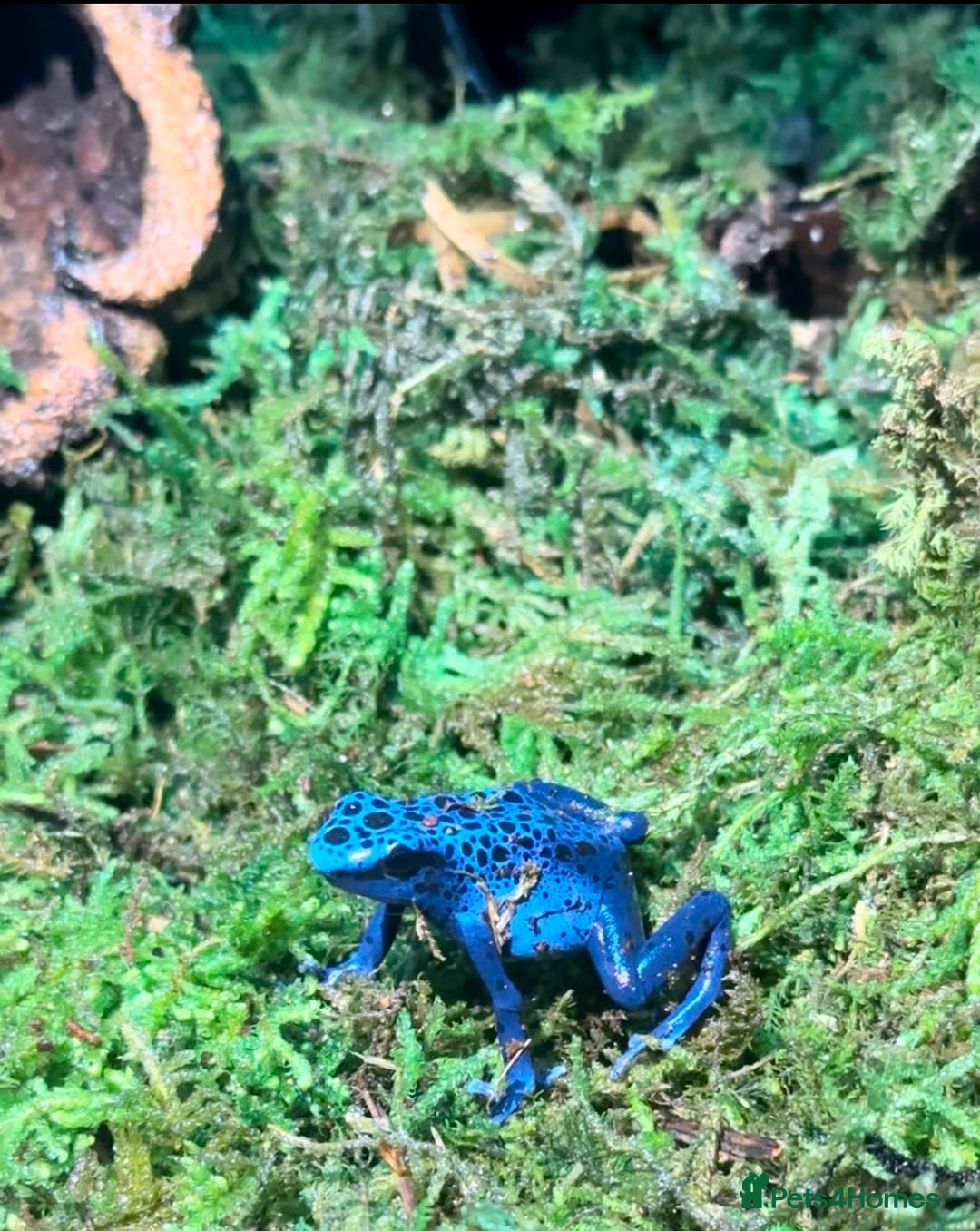 Frog reptiles for sale: Blue Frogs For Sale - Image 1