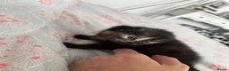 Siamese cats for sale: Beautiful siamese cross kitten  - Advert 14