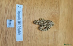 Snake reptiles for sale: Western Hognose CB25 babies UPDATED - Image 10