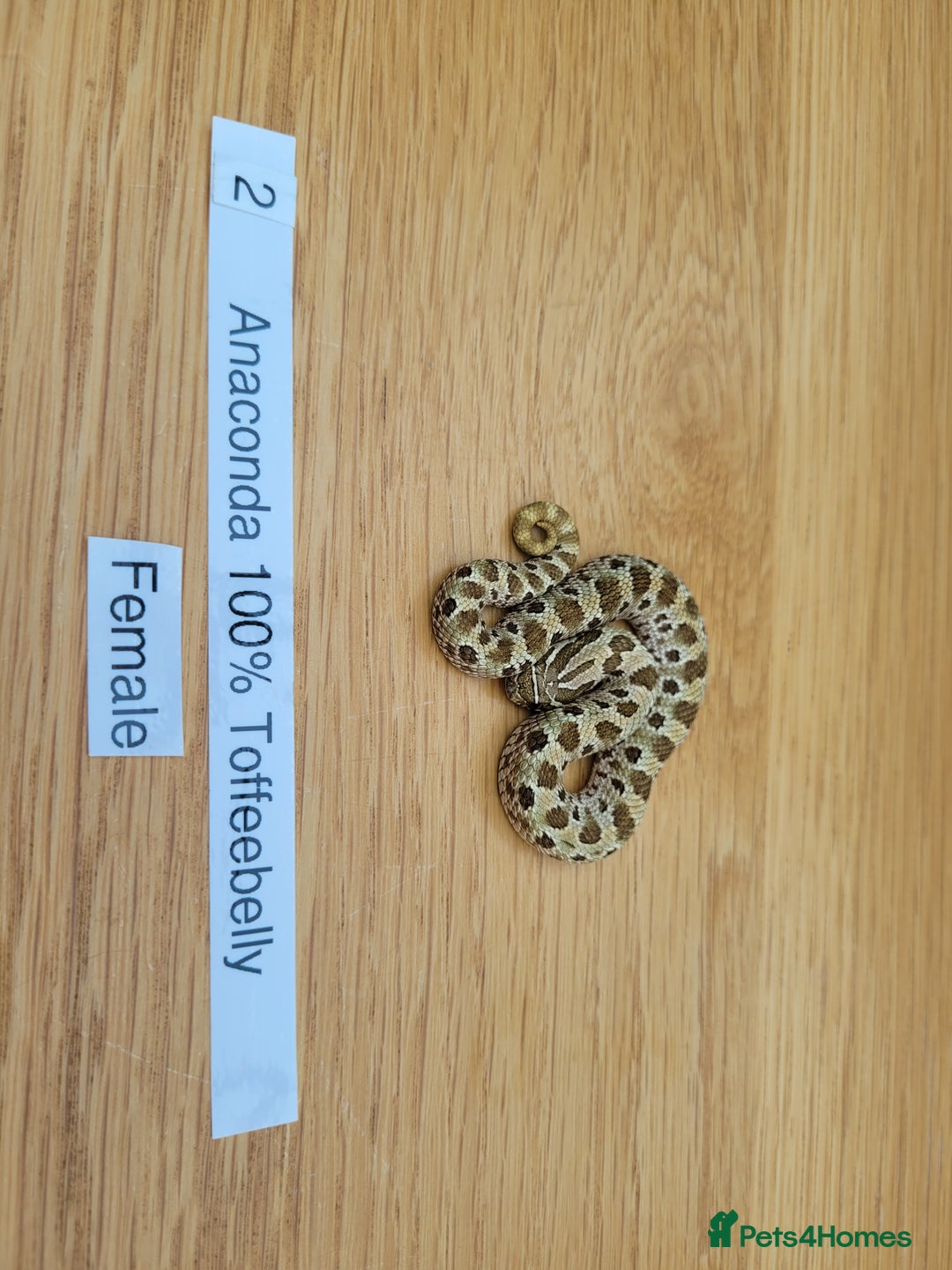 Snake reptiles for sale: Western Hognose CB25 babies UPDATED - Image 10