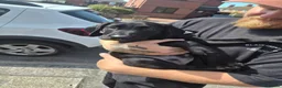 Labrador Retriever dogs for sale: Puppy for sale - Advert 3