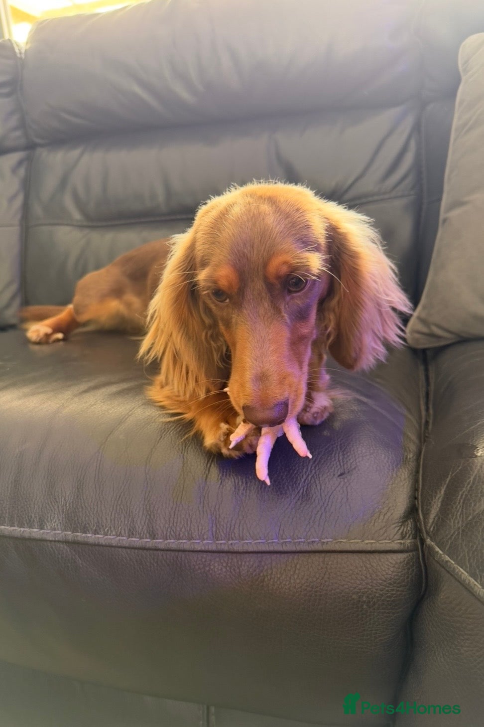 Miniature Dachshund dogs Longhaired Miniature Dachshund  - Advert 17