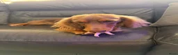 Miniature Dachshund dogs for sale: Longhaired Miniature Dachshund  - Advert 3
