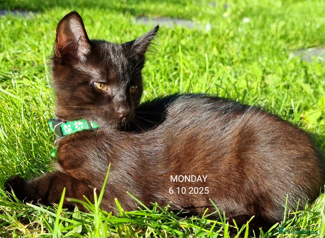 Mixed Breed cats for sale: Norwegian x pixiebob kittens mix available  - Image 31