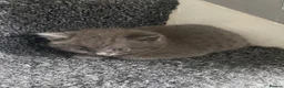 British Longhair cats for sale: 4 beautiful British Shorthair Kittens - Advert 10