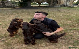 Cocker Spaniel dogs for sale: ✨ Sangriseo Show Cocker Spaniels Waiting List - Image 5