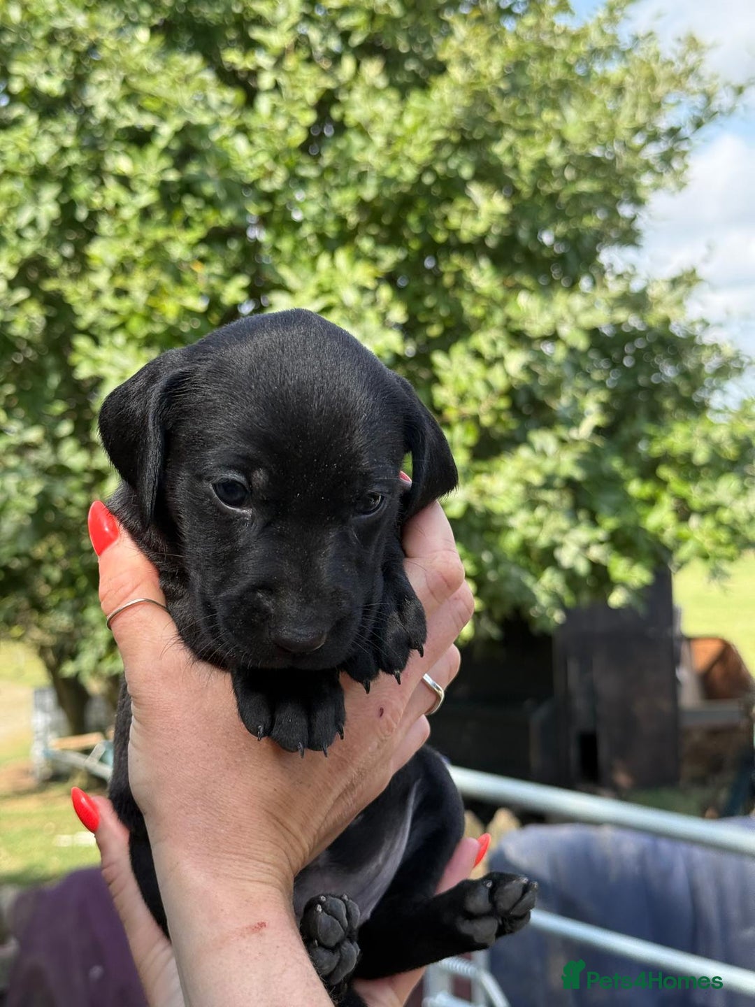 Mixed Breed dogs for sale: Exceptional Weimador pups  - Image 19