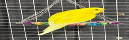 Parrots birds for sale: Stunning Parrots/Parakeets/Amazons  - Advert 9