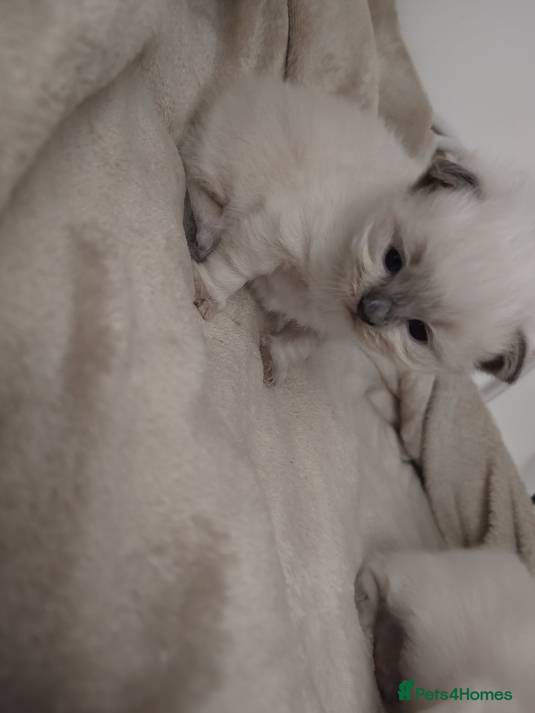 Ragdoll cats for sale: 2 lynx seal point Ragdolls kittens - Image 7