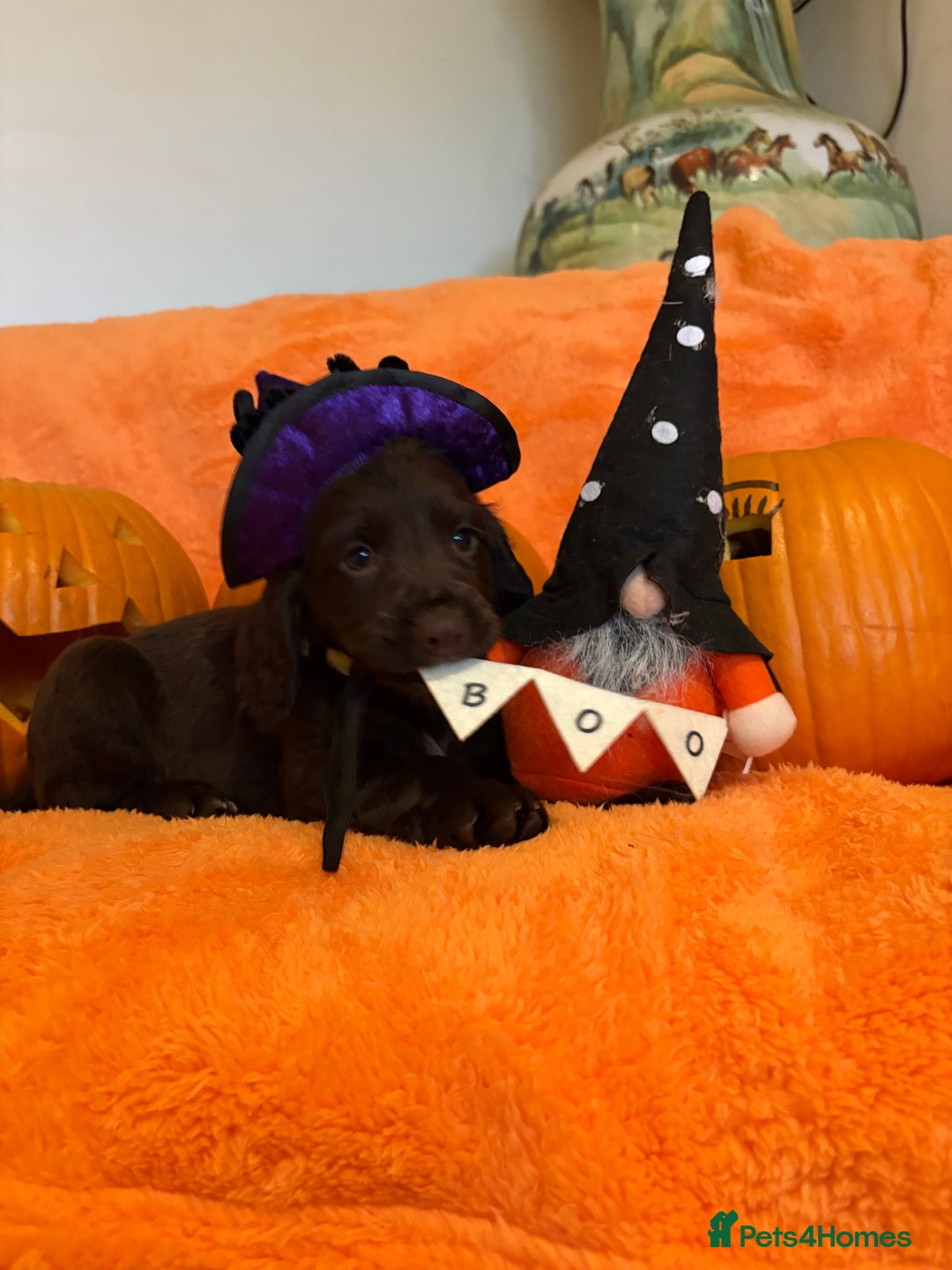 Cocker Spaniel dogs for sale: Cocker spaniels  - Image 10
